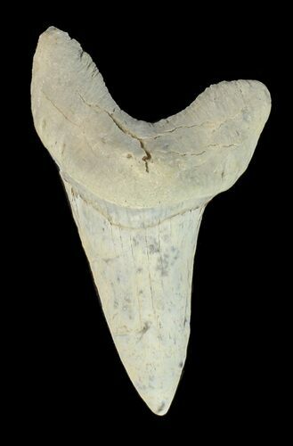 Bargain Cretaceous Cretoxyrhina Shark Tooth - Kansas #42947